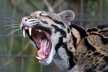 Clouded Leopard