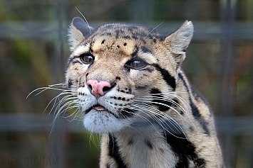 Clouded Leopard