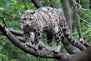 Clouded Leopard