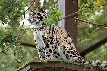 Clouded Leopard