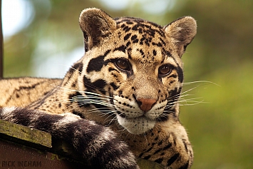 Clouded Leopard