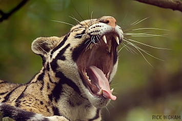 Clouded Leopard