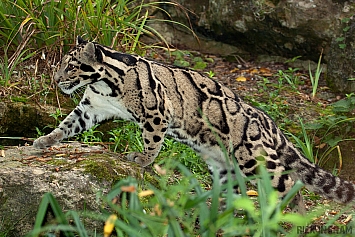 Clouded Leopard