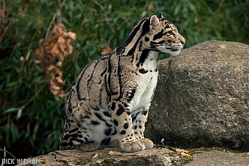 Clouded Leopard