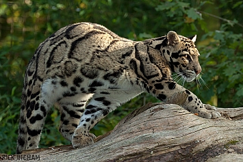 Clouded Leopard