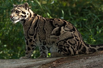 Clouded Leopard