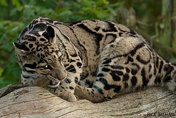 Clouded Leopard