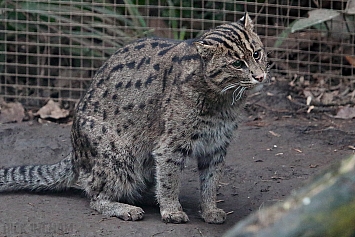 Fishing Cat