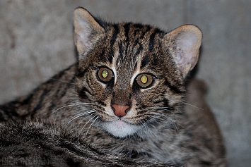 Fishing Cat Kitten