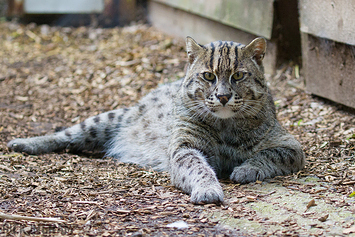 Fishing Cat