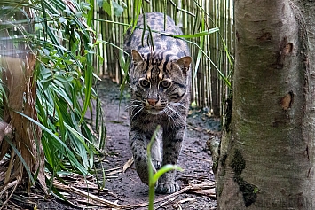 Fishing Cat