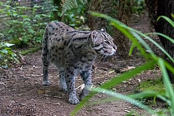 Fishing Cat