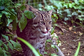 Fishing Cat