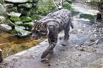 Fishing Cat