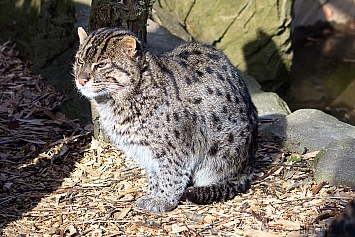 Fishing Cat