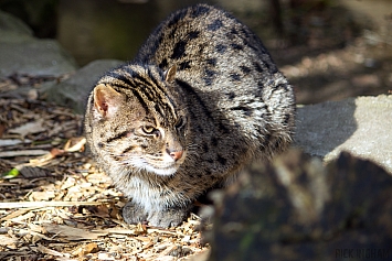 Fishing Cat