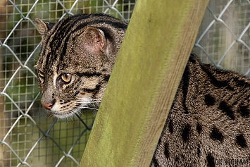 Fishing Cat