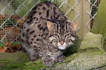 Fishing Cat