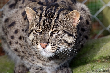 Fishing Cat