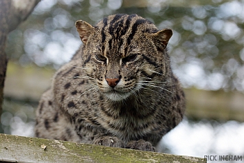 Fishing Cat