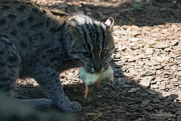 Fishing Cat