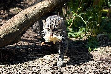 Fishing Cat