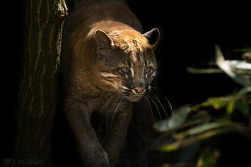 Golden Cat