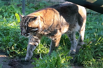 Asian Golden Cat