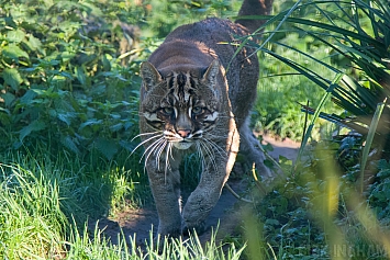 Asian Golden Cat