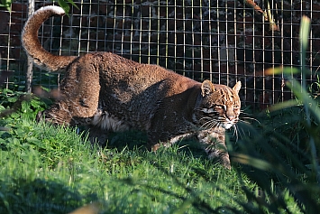 Asian Golden Cat