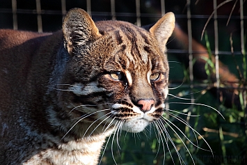 Asian Golden Cat