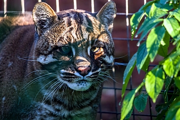 Asian Golden Cat