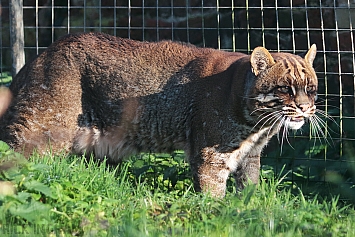 Asian Golden Cat