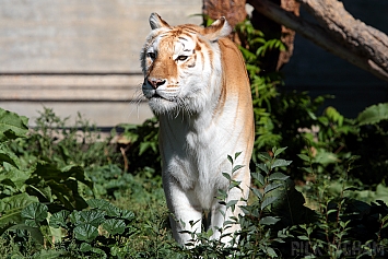 Bengal Golden Tiger