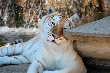 Bengal Golden Tiger