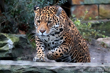 Jaguar