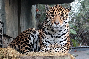 Jaguar