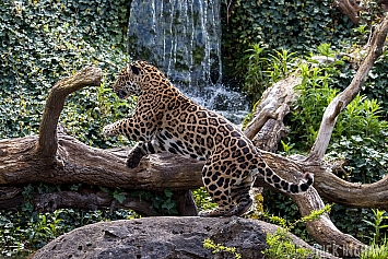 Jaguar