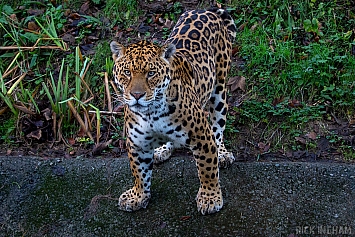 Jaguar