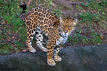 Jaguar