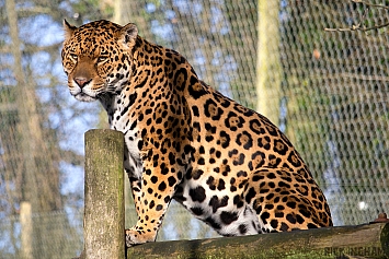 Jaguar