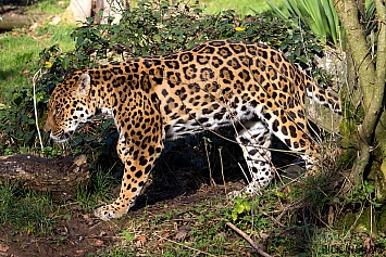 Jaguar