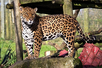 Jaguar