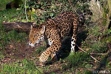 Jaguar