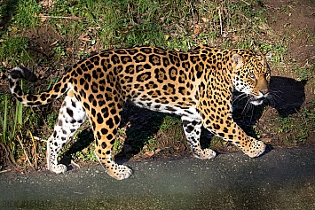 Jaguar