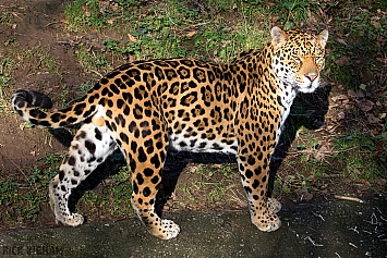 Jaguar