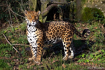 Jaguar