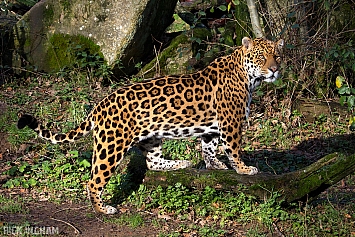 Jaguar