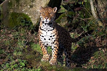 Jaguar