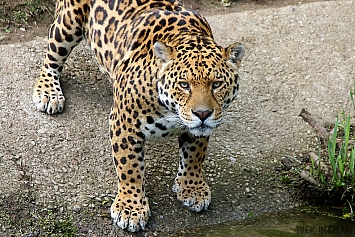 Jaguar